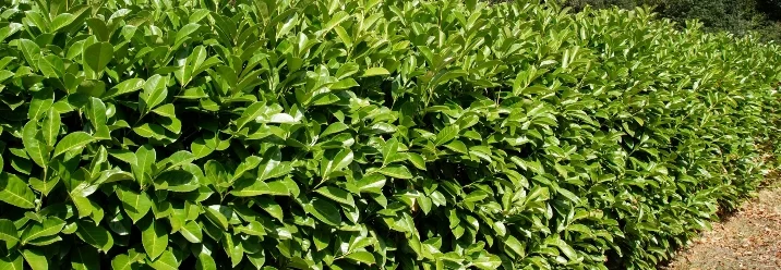 Dichte grüne Hecke aus Kirschlorbeer